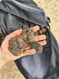 Tuber Aestivum