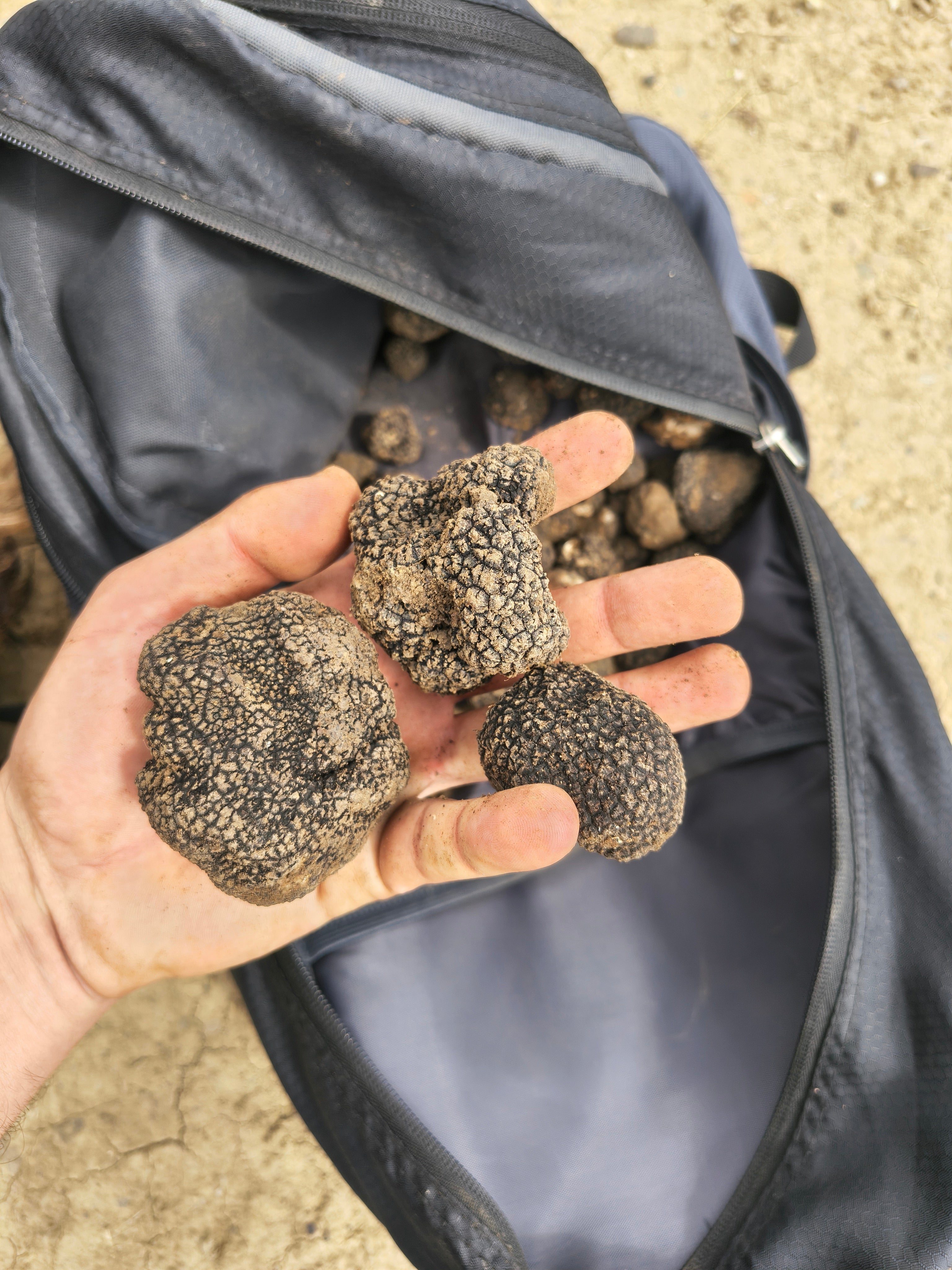 Tuber Aestivum